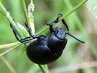 crache-sang, timarcha tenebricosa