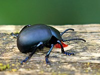 crache-sang, timarcha tenebricosa