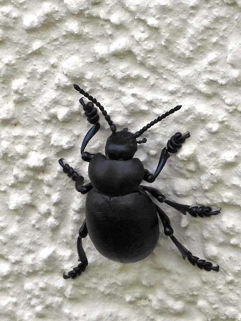 Crache-sang, timarcha tenebricosa