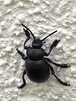 crache-sang, timarcha tenebricosa