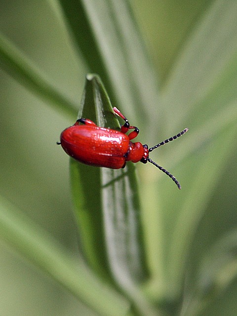 Criocre - crioceris merdigera