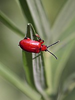 criocère, crioceris merdigera