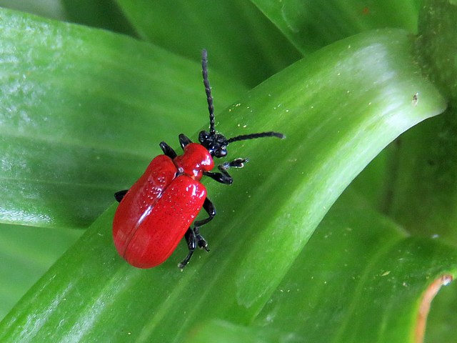 criocère du lys, lilioceris lilii