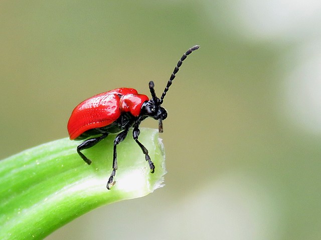 Criocre du lis, lilioceris lilii