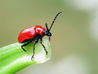 criocère du lys, lilioceris lilii