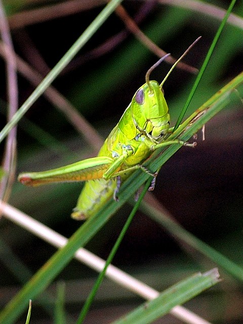 Criquet des clairires, chrysochraon dispar