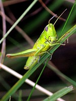 Criquet des clairières, chrysochraon dispar
