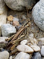 Criquet duettiste, chorthippus brunneus