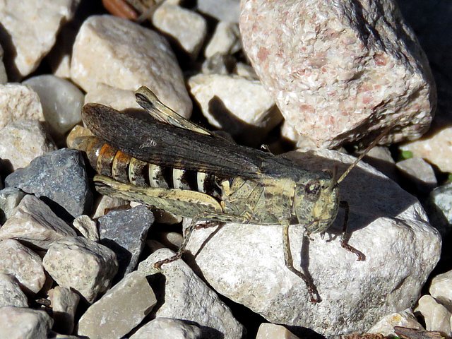 Criquet duettiste, chorthippus brunneus