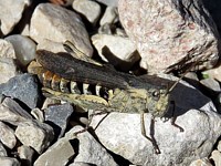 Criquet duettiste, chorthippus brunneus