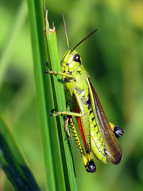 Criquet ensanglant, stethophyma grossum