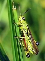 Criquet ensanglanté, stethophyma grossus