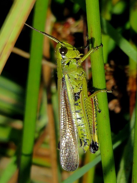 Criquet ensanglant, stethophyma grossum