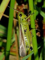 Criquet ensanglanté, stethophyma grossus
