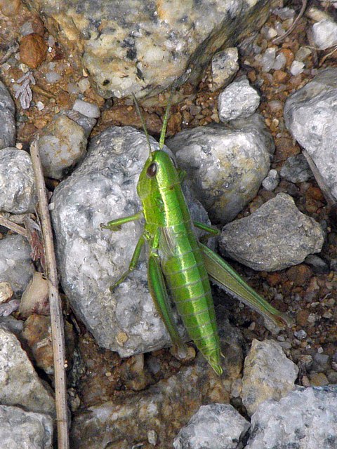 Criquet des genevriers, euthystira brachyptera