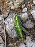 Criquet des genevriers, euthystira brachyptera