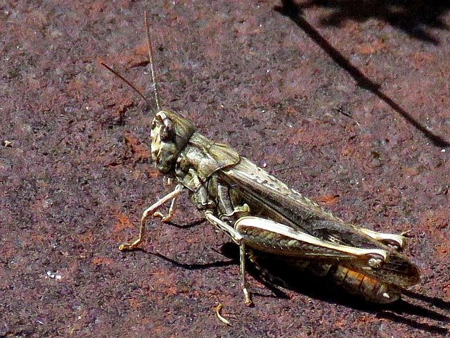 Criquet mlodieux, chorthippus biguttulus