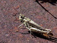 Criquet mélodieux, chorthippus biguttulus