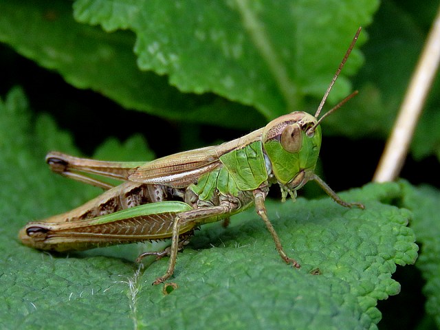 criquet des ptures, chorthippus parallelus