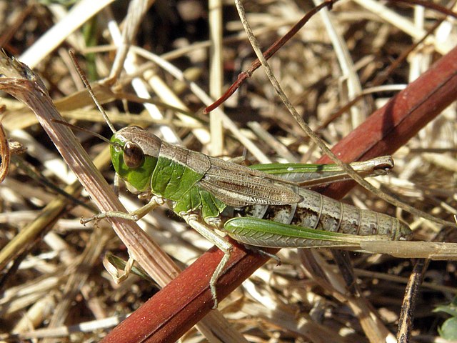 criquet des ptures, chorthippus parallelus