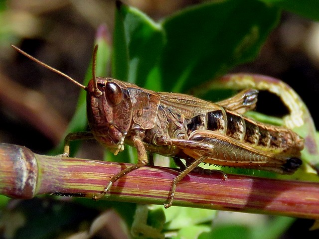 Femelle criquet des ptures, chorthippus parallelus
