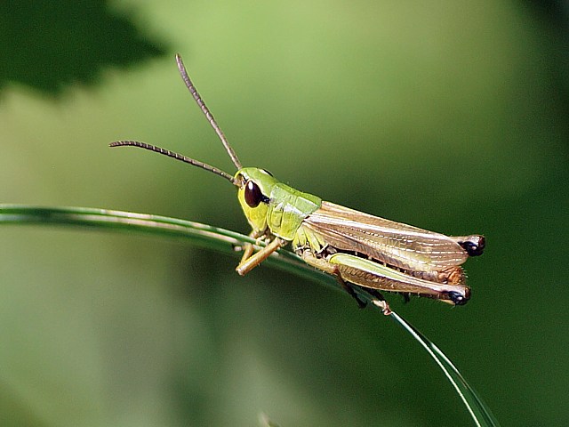 Femelle criquet des ptures, chorthippus parallelus
