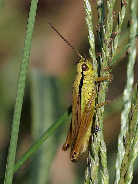 Criquet des roseaux, mecostehthus parapleurus