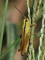 Criquet des roseaux, mecostehthus parapleurus