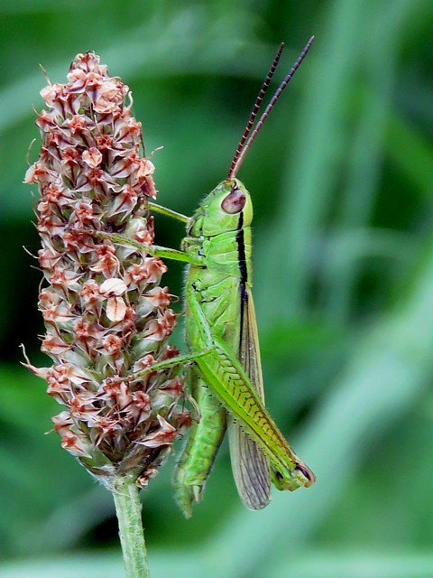 Criquet des roseaux, mecostehthus parapleurus