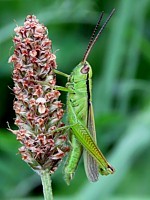 Criquet des roseaux, mecostehthus parapleurus