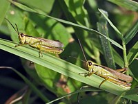 Criquets des roseaux, mecostehthus parapleurus