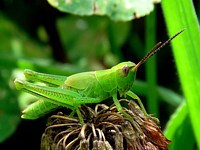 Criquet des roseaux, mecostehthus parapleurus