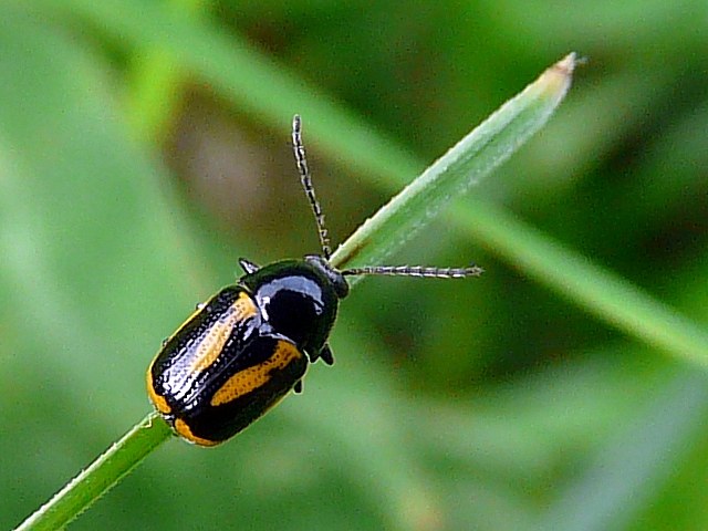 Cryptocphale  bandes - cryptocephalus vittatus