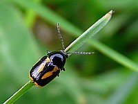 cryptocéphale à bandes, cryptocephalus vittatus