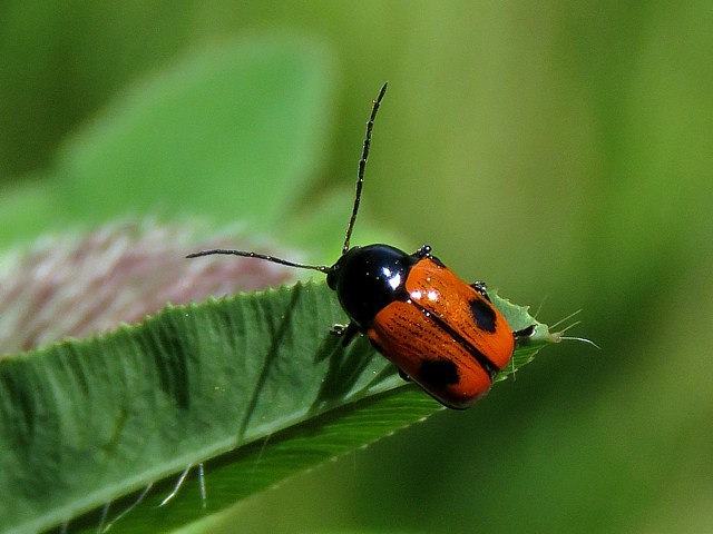 Cryptocphale  2 points, cryptocephalus bipunctatus