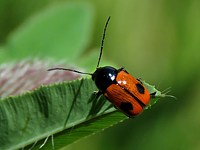 cryptocéphale à 2 points, cryptocephalus bipunctatus