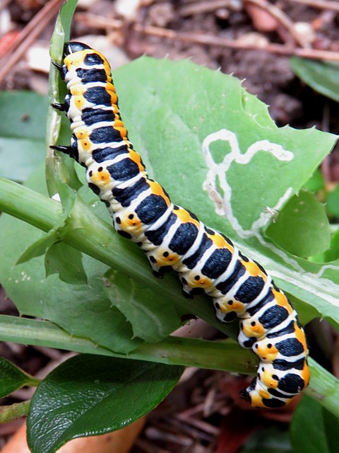 Vulcain