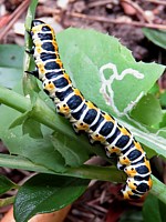 Chenille de la cucullie de la laitue