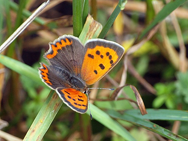Cuivr commun, lycaena phlaeas