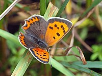Cuivré commun, lycaena phlaeas