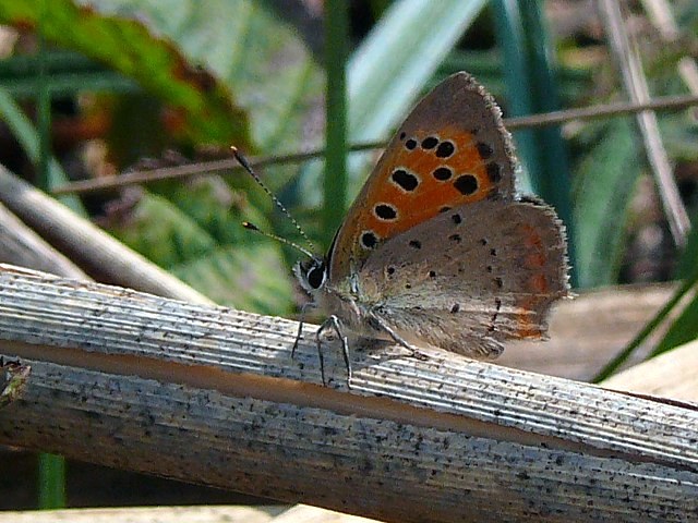 Cuivr commun, ailes fermes