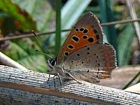 Cuivré commun, ailes fermées, lycaena phlaeas