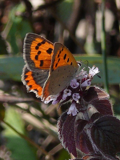 Cuivr commun, lycaena phlaeas