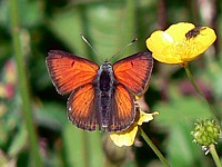 Cuivré écarlate, lycaena hyppothoe