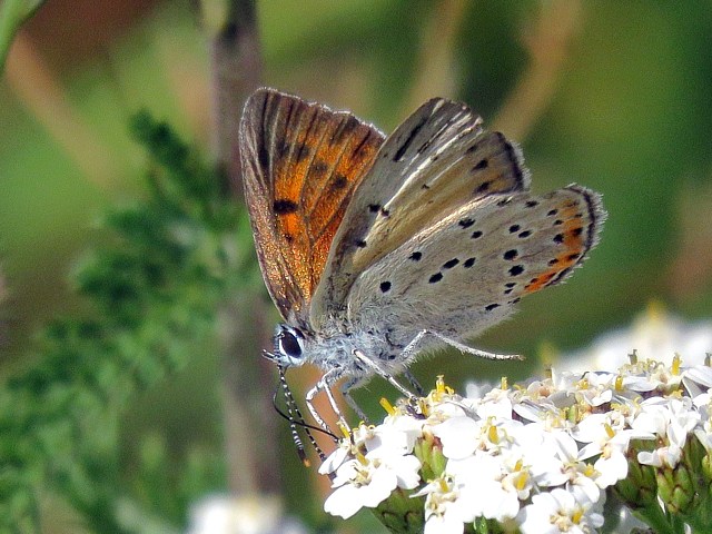 Cuivr carlate,  lycaena hippothoe