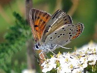 Cuivré écarlate, lycaena hyppothoe