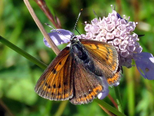 Femelle cuivr carlate, lycaena hippothoe