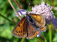 Femelle cuivré écarlate, lycaena hyppothoe