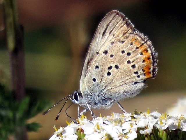 Femelle cuivr carlate, lycaena hippothoe