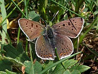 Cuivré fuligineux, heodes tityrus